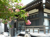 サルスベリの花と本堂